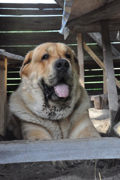 Nice place - Enzo Lu Dareva
(Druso de la Aljabara x Franchesca Mastibe) 
Born: 05.10.2006 

Keywords: head portrait cabeza izka