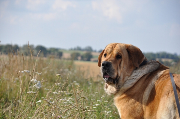 Enzo lu dareva on the Warmia
(Druso de la Aljabara x Franchesca Mastibe) 
Born: 05.10.2006 

Keywords: izka