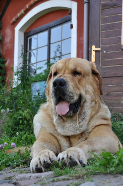 Enzo lu dareva on the Warmia
(Druso de la Aljabara x Franchesca Mastibe) 
Born: 05.10.2006 

Keywords: izka