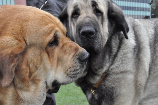 Molosoid Breeds Dog Show Warsaw, Enzo Lu Dareva  with Lori Fre - Su
