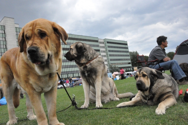 Molosoid Breeds Dog Show Warsaw, Enzo  Lu Dareva with Lori Fre - Su & Eseranza Fre - Su
