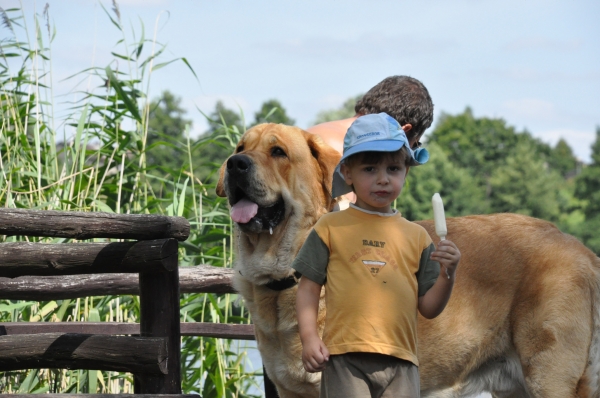 Enzo lu dareva with small boy
(Druso de la Aljabara x Franchesca Mastibe) 
Born: 05.10.2006 

Keywords: kid