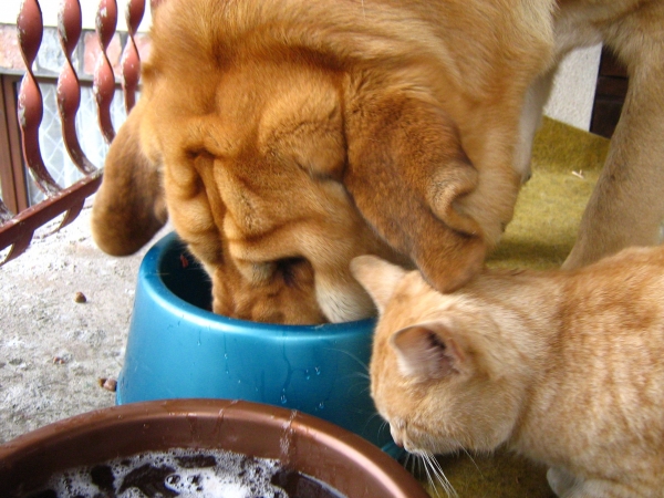 Enzo Lu Dareva with cat
(Druso de la Aljabara x Franchesca Mastibe) 
Born: 05.10.2006 

Keywords: pet izka