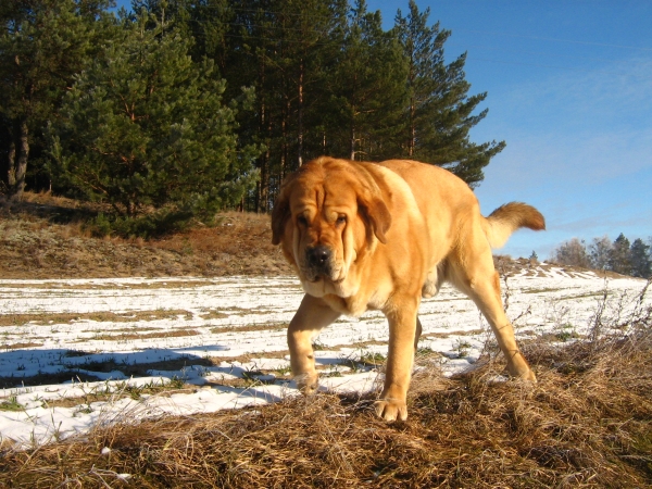 Enzo Lu Dareva
(Druso de la Aljabara x Franchesca Mastibe) 
Born: 05.10.2006 

Keywords: izka