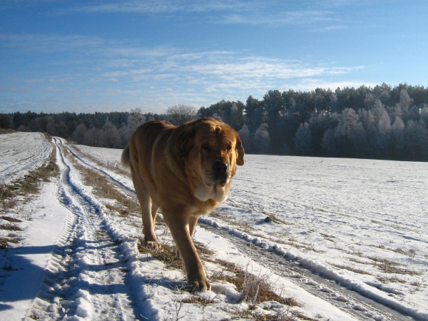 Enzo Lu Dareva walk
(Druso de la Aljabara x Franchesca Mastibe) 
Born: 05.10.2006 

Keywords: snow nieve izka