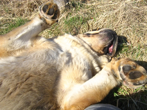 Relaxing Enzo Lu Darevada
(Druso de la Aljabara x Franchesca Mastibe) 
Born: 05.10.2006 

Keywords: izka