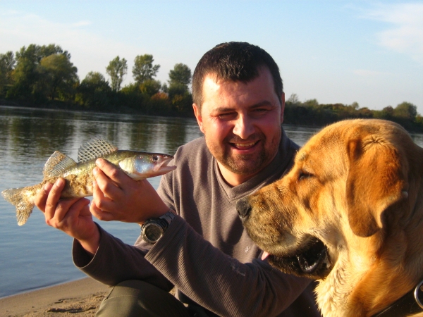 Enzo Lu Dareva with fish
(Druso de la Aljabara x Franchesca Mastibe) 
Born: 05.10.2006 

Keywords: izka