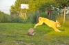 Filename=DSC_0163.JPG
Filesize=433KiB
Dimensions=1608x1068
Date added=%962 %19, %2010 DSC_0163.JPG