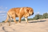 Filename=DSC_0182.JPG
Filesize=634KiB
Dimensions=2144x1424
Date added=%522 %15, %2009 DSC_0182.JPG