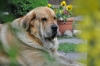 Filename=be4ed0424c002e39med.jpg
Filesize=31KiB
Dimensions=500x333
Date added=%937 %25, %2009 be4ed0424c002e39med.jpg