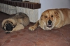 Filename=dabf7027d8fc0100med.jpg
Filesize=33KiB
Dimensions=500x332
Date added=%937 %12, %2009 dabf7027d8fc0100med.jpg