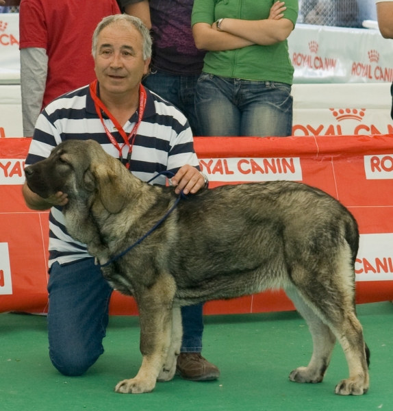 Muga de Zurita [1ª BIS Cachorros] (V Exposición Nacional de Razas Españolas Archidona 2009)
V Exposición Nacional de Razas Españolas
Archidona 2009
1ª Mejor Cachorro Hembra Mastin Español
1ª Mejor Cachorro Mastin Español
1ª Mejor Cachorro BIS (Mejor ejemplar de la exposición) 
Keywords: tramasterra varios09