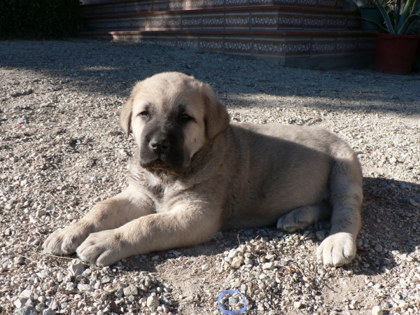 Brando (Branko de Campollano) - [7,5 semanas]
Keywords: trasmaterra