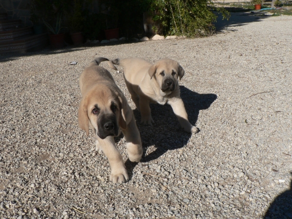 Sarko Tornado Erben & Brando (Branko de Campollano) - [2 meses]
Keywords: tramasterra