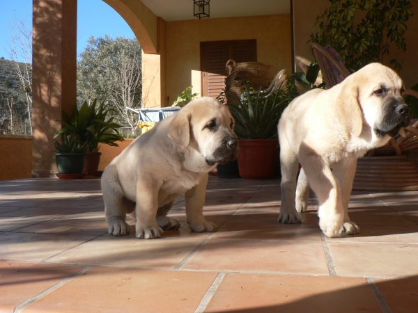 Sarko Tornado Erben & Brando (Branko de Campollano) - [2 meses]
Keywords: tramasterra