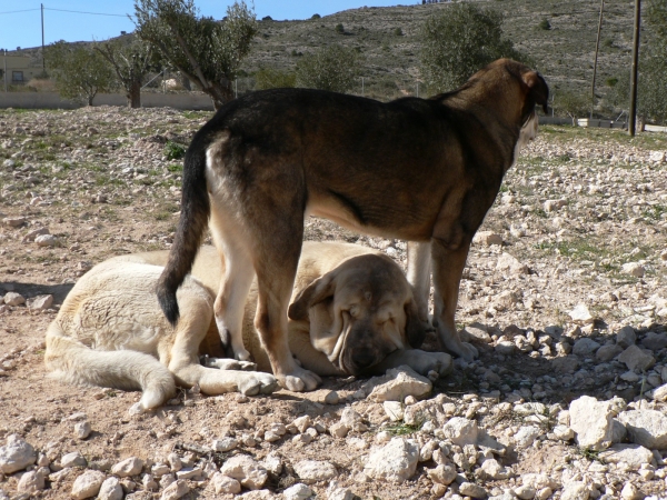 Bisonte de Montes del Pardo & Pupi 
Keywords: tramasterra