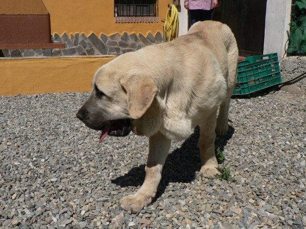 Brando de Campollano
Keywords: trasmaterra