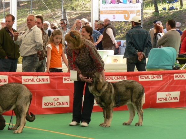 Muga de Zurita [1ª BIS Cachorros] (V Exposición Nacional de Razas Españolas Archidona 2009)
V Exposición Nacional de Razas Españolas
Archidona 2009
1ª Mejor Cachorro Hembra Mastin Español 
1ª Mejor Cachorro Mastin Español
1ª Mejor Cachorro BIS (Mejor ejemplar de la exposición)
Keywords: tramasterra varios09