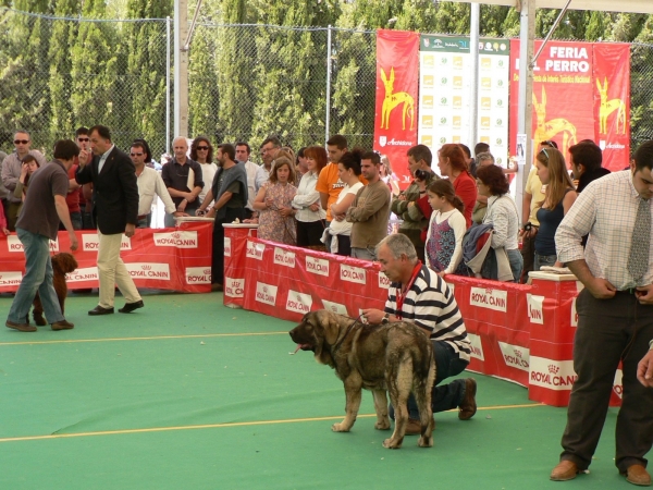 Muga de Zurita [1ª BIS Cachorros] (V Exposición Nacional de Razas Españolas Archidona 2009)
V Exposición Nacional de Razas Españolas
Archidona 2009
1ª Mejor Cachorro Hembra Mastin Español 
1ª Mejor Cachorro Mastin Español
1ª Mejor Cachorro BIS (Mejor ejemplar de la exposición)
Keywords: tramasterra varios09