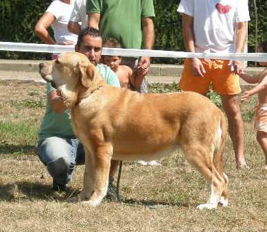 Brindis de Fonte Xunquera con 19 meses
[b]Zeus de Fuente Mimbre x Deva de Folgueras
Zeus: Ch. Cañón de Fuente Mimbre x Sobia de Ablanera
Deva: Pando de Babia x Lima del Macareno[/b]
[email]fontexunquera@hotmail.es[/email] 
Keywords: Fonte Xunquera