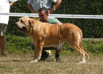 Brindis de Fonte Xunquera con 19 meses
[b]Zeus de Fuente Mimbre x Deva de Folgueras
Zeus: Ch. Cañón de Fuente Mimbre x Sobia de Ablanera
Deva: Pando de Babia x Lima del Macareno[/b]
[email]fontexunquera@hotmail.es[/email] 
Keywords: Fonte Xunquera