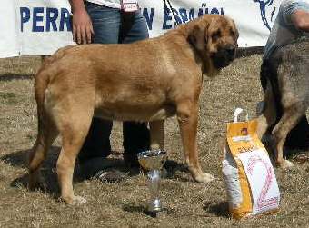 Deva de Folgueras - Exc. 2ª Jóvenes Hembras - Cervera de Pisuerga 2009
[b][b]Pando de Babia x Lima del Macareno
Pando: Ch. Ulises de Babia x Rubia de las Cañadas
Lima: Tejo de Fuente Mimbre x Trini de Valdejera[/b]
[i]14 meses[/i] 
[email]fontexunquera@hotmail.es[/email] 
Keywords: Fonte Xunquera cervera09