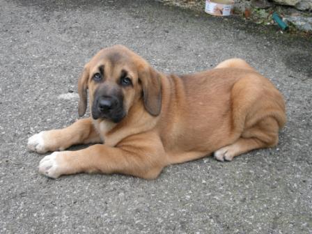 Deva de Folgueras en su primer día en casa
[b]Pando de Babia x Lima del Macareno
Pando: Ch. Ulises de Babia x Rubia de las Cañadas
Lima: Tejo de Fuente Mimbre x Trini de Valdejera[/b]
[email]fontexunquera@hotmail.es[/email] 
Keywords: Mastines de Fonte Xunquera