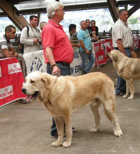 Pancho de Torrestío con 19 meses en Pola de Siero
[b]Tejo de Fuente Mimbre x Guadiana de Babia
Tejo: Ch. Cañón de Fuente Mimbre x Arpa de Fuente Mimbre
Guadiana: Ron de Babia x Cira de las Cañadas[/b]
[email]fontexunquera@hotmail.es[/email] 
Keywords: Mastines de Fonte Xunquera