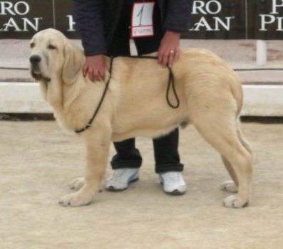 Winoco de Fonte Xunquera MB 3º clase Muy Cachorros Macho en Loredo 2010
[b]Zeus de Fuente Mimbre x Deva de Folgueras
Zeus: Ch. Cañón de Fuente Mimbre x Sobia de Ablanera
Deva: Pando de Babia x Lima del Macareno[/b]
[email]fontexunquera@hotmail.es[/email] 
Keywords: Mastines de Fonte Xunquera