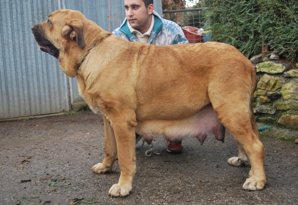 Deva de Folgueras con 18 meses - madre de los cachorros 
[b]Pando de Babia x Lima del Macareno
Pando: Ch. Ulises de Babia x Rubia de las Cañadas
Lima: Tejo de Fuente Mimbre x Trini de Valdejera[/b]
[email]fontexunquera@hotmail.es[/email] 

Keywords: Fonte Xunquera