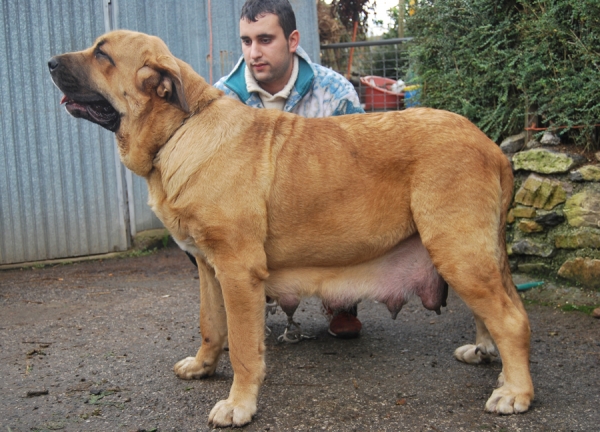 Deva de Folgueras con 18 meses - madre de los cachorros 
[[b]Pando de Babia x Lima del Macareno
Pando: Ch. Ulises de Babia x Rubia de las Cañadas
Lima: Tejo de Fuente Mimbre x Trini de Valdejera[/b]
[email]fontexunquera@hotmail.es[/email] 

Keywords: Fonte Xunquera