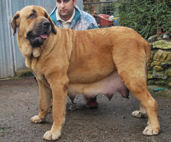 Deva de Folgueras con 18 meses - madre de los cachorros 
[b]Pando de Babia x Lima del Macareno
Pando: Ch. Ulises de Babia x Rubia de las Cañadas
Lima: Tejo de Fuente Mimbre x Trini de Valdejera[/b]
[email]fontexunquera@hotmail.es[/email] 

Keywords: Fonte Xunquera