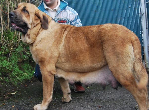 Deva de Folgueras con 18 meses - madre de los cachorros 
[b]Pando de Babia x Lima del Macareno
Pando: Ch. Ulises de Babia x Rubia de las Cañadas
Lima: Tejo de Fuente Mimbre x Trini de Valdejera[/b]
[email]fontexunquera@hotmail.es[/email] 

Keywords: Fonte Xunquera Montes Pravianos Fuente Mimbre