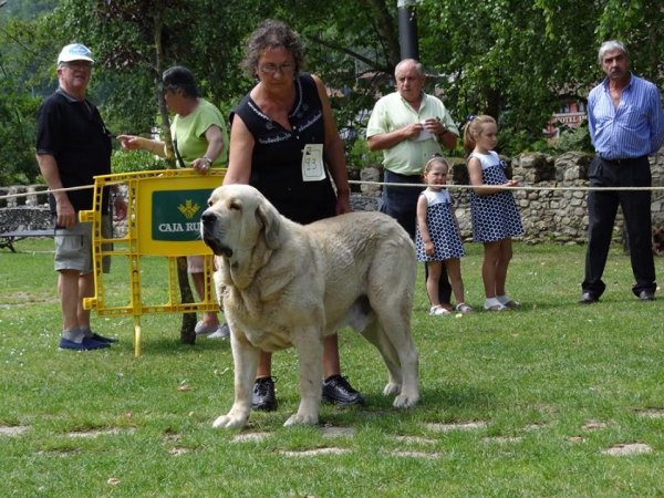 Winoko de Fontexunquera con 4 años en una Exposición
[b]Zeus de Fuente Mimbre x Deva de Folgueras
Zeus: Ch. Cañón de Fuente Mimbre x Sobia de Ablanera
Deva: Pando de Babia x Lima del Macareno[/b]
[email]fontexunquera@hotmail.es[/email] 
Keywords: fontexunquera