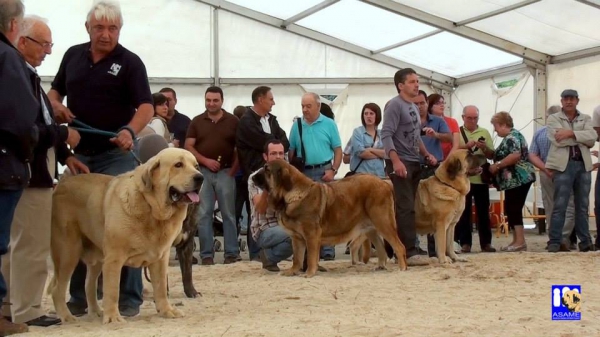 Winoko de Fontexunquera con 4 años en una Exposición
[b]Zeus de Fuente Mimbre x Deva de Folgueras
Zeus: Ch. Cañón de Fuente Mimbre x Sobia de Ablanera
Deva: Pando de Babia x Lima del Macareno[/b]
[email]fontexunquera@hotmail.es[/email] 
Keywords: fontexunquera