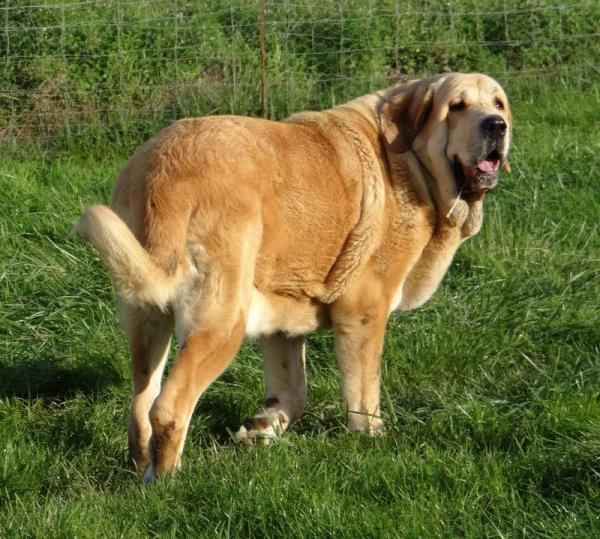 Brindis de Fontexunquera con 5 años
[b]Zeus de Fuente Mimbre x Deva de Folgueras
Zeus: Ch. Cañón de Fuente Mimbre x Sobia de Ablanera
Deva: Pando de Babia x Lima del Macareno[/b]
[email]fontexunquera@hotmail.es[/email] 
Keywords: UCME