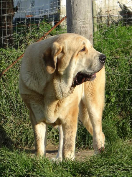 Brindis de Fontexunquera con 5 años
[b]Zeus de Fuente Mimbre x Deva de Folgueras
Zeus: Ch. Cañón de Fuente Mimbre x Sobia de Ablanera
Deva: Pando de Babia x Lima del Macareno[/b]
[email]fontexunquera@hotmail.es[/email] 
Keywords: fontexunquera