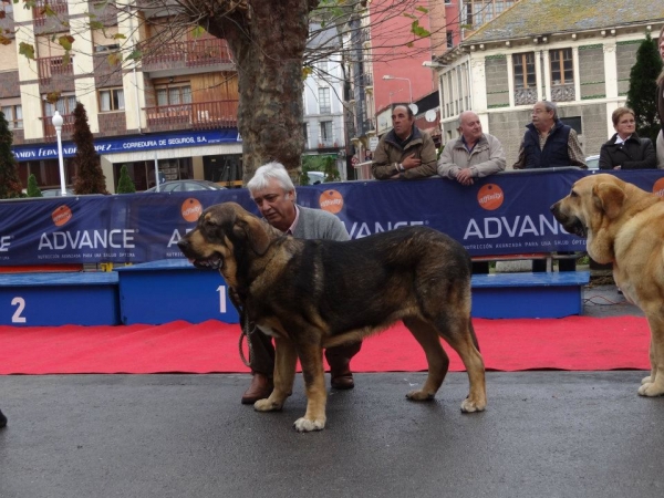 Bandido de Fuente Mimbre. Exc 2º CJM Luarca 2011. Joven macho de 9 meses.
[b]Cañonero de Fuente Mimbre x Celsa de Fuente Mimbre
Cañonero: Tejo de Fuente Mimbre x Sobia de Ablanera
Celsa: CH. Cañón de Fuente Mimbre x Gorga de Fuente Mimbre[/b]
[email]fontexunquera@hotmail.es[/email] 
Keywords: Fonte Xunquera