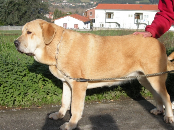 Brindis de Fonte Xunquera con 12 meses
[b]Zeus de Fuente Mimbre x Deva de Folgueras
Zeus: Ch. Cañón de Fuente Mimbre x Sobia de Ablanera
Deva: Pando de Babia x Lima del Macareno[/b]
[email]fontexunquera@hotmail.es[/email] 
Keywords: Fonte Xunquera