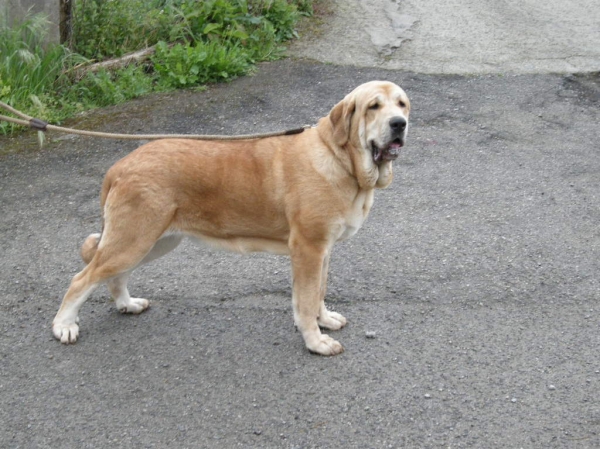 Brindis de Fonte Xunquera con 16 meses
[b]Zeus de Fuente Mimbre x Deva de Folgueras
Zeus: Ch. Cañón de Fuente Mimbre x Sobia de Ablanera
Deva: Pando de Babia x Lima del Macareno[/b]
[email]fontexunquera@hotmail.es[/email] 
Keywords: Fonte Xunquera