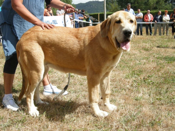 Brindis de Fonte Xunquera MB 1ª Clase Cachorros Hembras en Cervera de Pisuerga 2010
[b]Zeus de Fuente Mimbre x Deva de Folgueras
Zeus: Ch. Cañón de Fuente Mimbre x Sobia de Ablanera
Deva: Pando de Babia x Lima del Macareno[/b]
[email]fontexunquera@hotmail.es[/email] 
Keywords: Fonte Xunquera