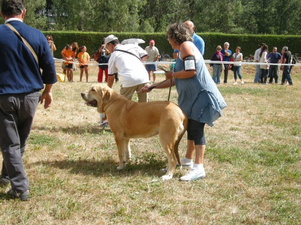 Brindis de Fonte Xunquera MB 1ª Clase Cachorros Hembras en Cervera de Pisuerga 2010
[b]Zeus de Fuente Mimbre x Deva de Folgueras
Zeus: Ch. Cañón de Fuente Mimbre x Sobia de Ablanera
Deva: Pando de Babia x Lima del Macareno[/b]
[email]fontexunquera@hotmail.es[/email] 
Keywords: Fonte Xunquera