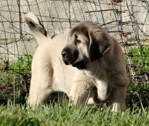 Loki de Fontexunquera con 66 días
[b]Granero del Macareno x Nirvana de Fonte Xunquera
Granero: Tejo de Fuente Mimbre x Val de Torreanaz.
Nirvana: Carbonero de Fuente Mimbre x Deva de Folgueras[/b]
[email]fontexunquera@hotmail.es[/email] 
Keywords: puppyspain fontexunquera