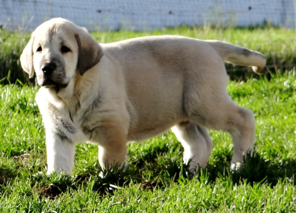 Tritón de Fontexunquera con 66 días
[b]Granero del Macareno x Nirvana de Fonte Xunquera
Granero: Tejo de Fuente Mimbre x Val de Torreanaz.
Nirvana: Carbonero de Fuente Mimbre x Deva de Folgueras[/b]
[email]fontexunquera@hotmail.es[/email] 
Keywords: puppyspain fontexunquera