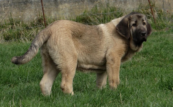 Loki de Fontexunquera con 130 días
[b]Granero del Macareno x Nirvana de Fonte Xunquera
Granero: Tejo de Fuente Mimbre x Val de Torreanaz.
Nirvana: Carbonero de Fuente Mimbre x Deva de Folgueras[/b]
[email]fontexunquera@hotmail.es[/email] 
Keywords: puppyspain fontexunquera