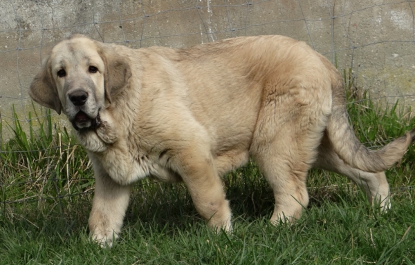 Tritón de Fontexunquera con 130 días
[b]Granero del Macareno x Nirvana de Fonte Xunquera
Granero: Tejo de Fuente Mimbre x Val de Torreanaz.
Nirvana: Carbonero de Fuente Mimbre x Deva de Folgueras[/b]
[email]fontexunquera@hotmail.es[/email] 
Keywords: puppyspain fontexunquera