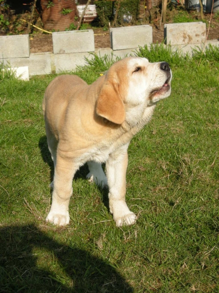 Pancho de Torrestío mostrando carácter a los 75 días
[b]Tejo de Fuente Mimbre x Guadiana de Babia
Tejo: Ch. Cañón de Fuente Mimbre x Arpa de Fuente Mimbre
Guadiana: Ron de Babia x Cira de las Cañadas[/b]
[email]fontexunquera@hotmail.es[/email] 
Keywords: Mastines de Fonte Xunquera