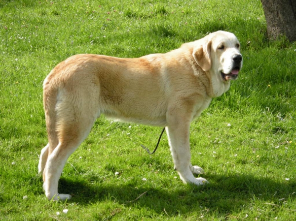 Pancho de Torrestío (160 días)
[b]Tejo de Fuente Mimbre x Guadiana de Babia
Tejo: Ch. Cañón de Fuente Mimbre x Arpa de Fuente Mimbre
Guadiana: Ron de Babia x Cira de las Cañadas[/b]
[email]fontexunquera@hotmail.es[/email] 
Keywords: Mastines de Fonte Xunquera