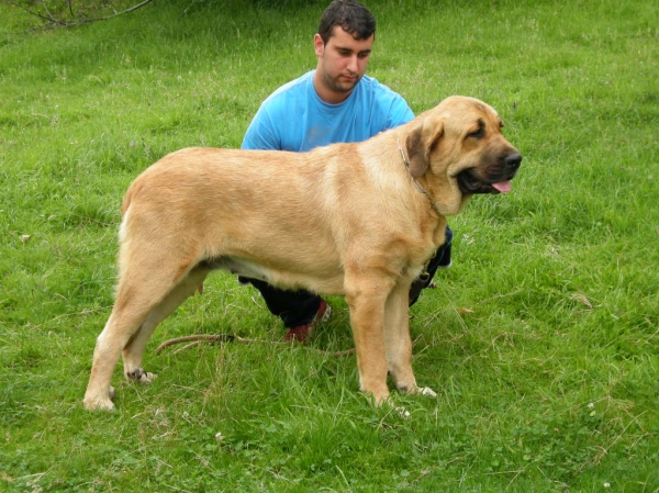 Deva de Folgueras (11 months)
[b]Pando de Babia x Lima del Macareno
Pando: Ch. Ulises de Babia x Rubia de las Cañadas
Lima: Tejo de Fuente Mimbre x Trini de Valdejera[/b]
[email]fontexunquera@hotmail.es[/email] 
Keywords: Mastines de Fonte Xunquera