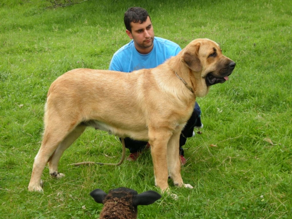 Deva de Folgueras (11 months) 
[b]Pando de Babia x Lima del Macareno[/b]
[email]fontexunquera@hotmail.es[/email] 
Keywords: fontexunquera